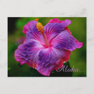 Hibisken Blume Postkarte