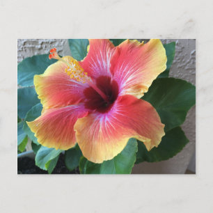 Hibisken Blume Postkarte