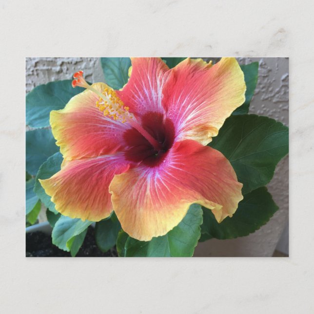 Hibisken Blume Postkarte (Vorderseite)