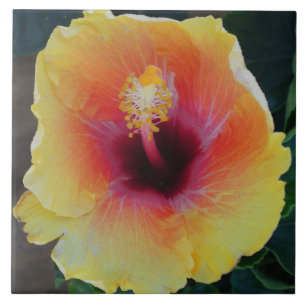 Hibisken Blume Tile Fliese