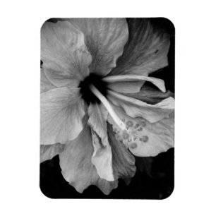 Hibisken Flyer Magnet