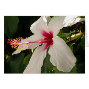 Hibisken-Karte