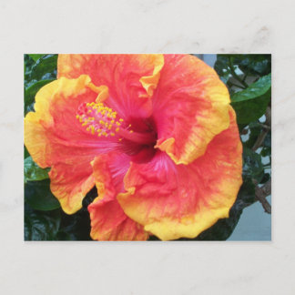 Hibisken Postkarte