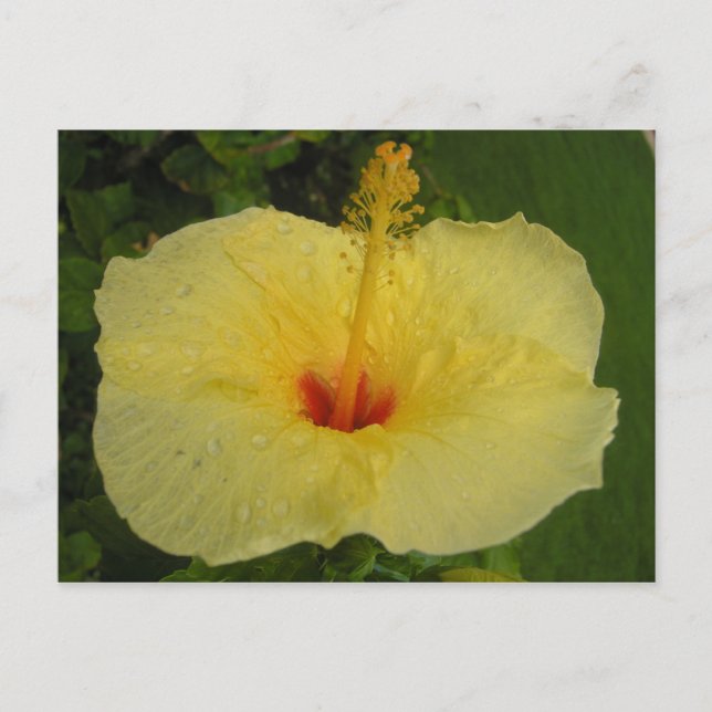 Hibisken Postkarte (Vorderseite)