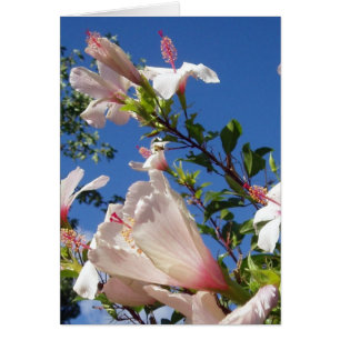 Hibisken Scene Card
