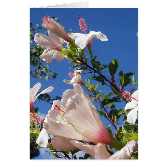 Hibisken Scene Card (Vorne)