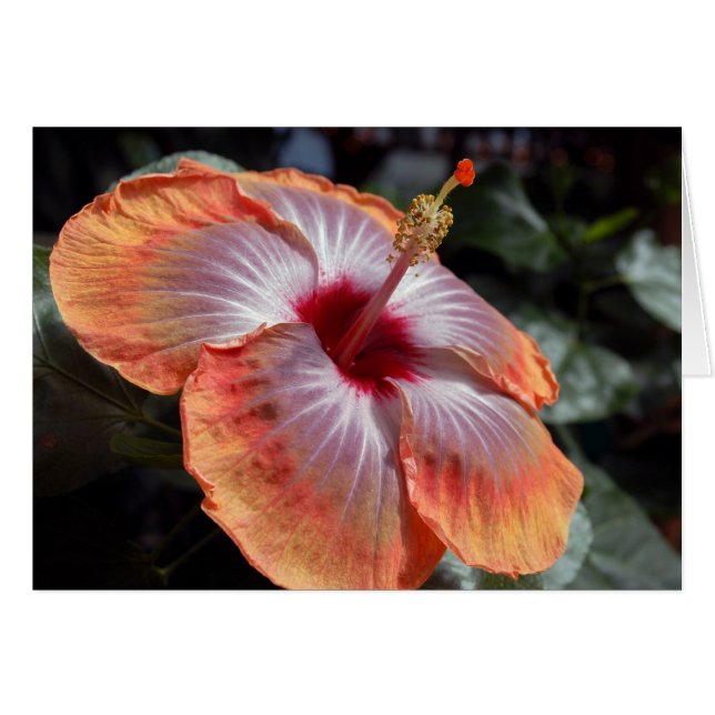 Hibiskus (Vorderseite (Horizontal))