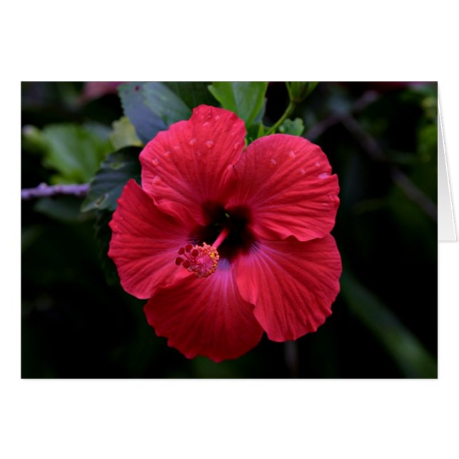 Hibiskus (Vorderseite (Horizontal))