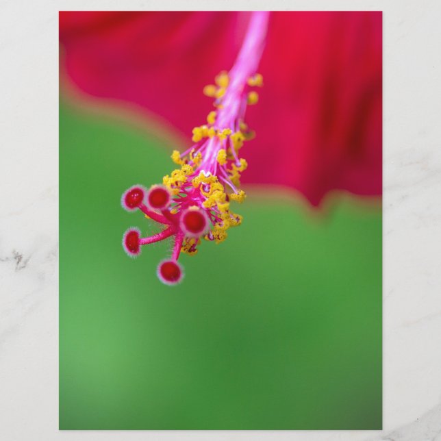 Hibiskus (Vorderseite)