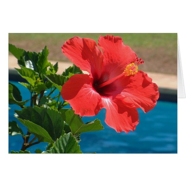 Hibiskus (Vorderseite (Horizontal))
