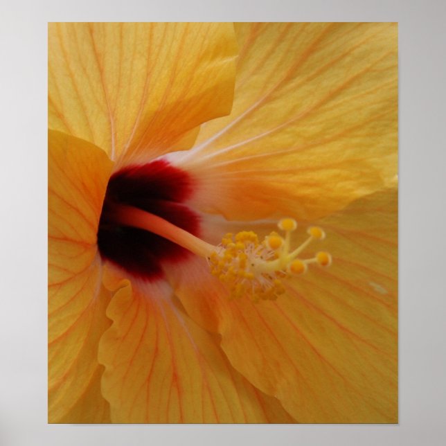 Hibiskus61 Poster (Vorne)