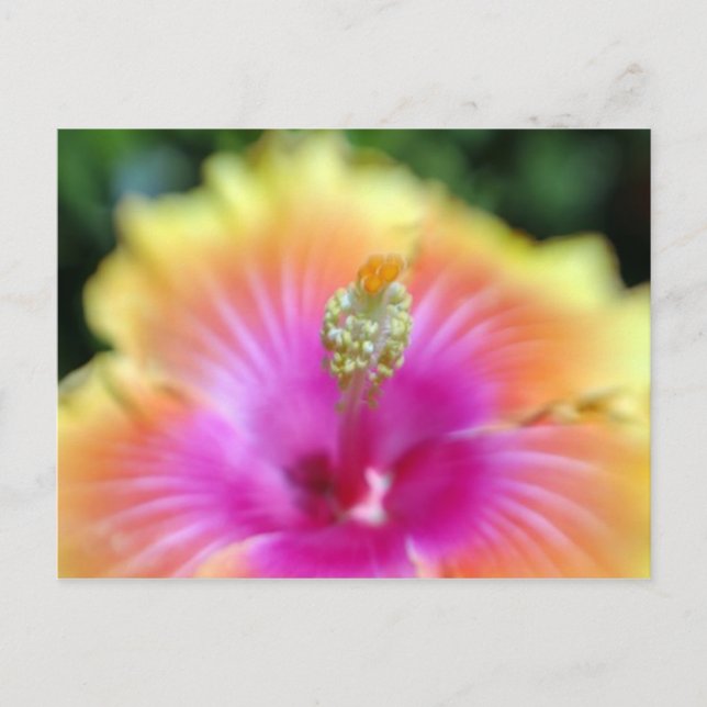 Hibiskus 19 postkarte (Vorderseite)