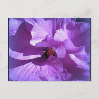 Hibiskus 27 postkarte