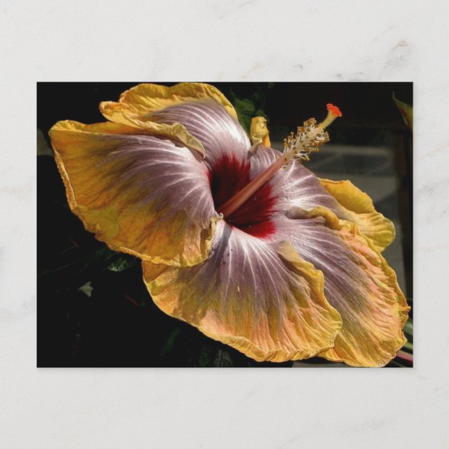 HIBISKUS 6 POSTKARTE (Vorderseite)