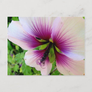Hibiskus 7 postkarte