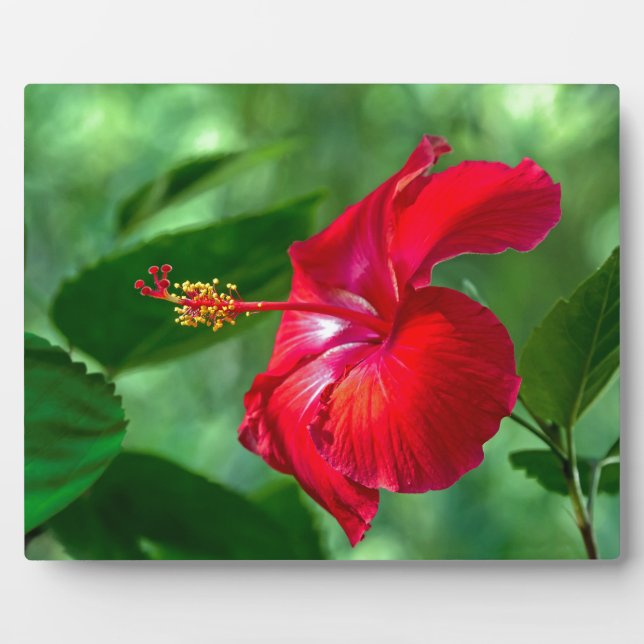 Hibiskus Blossom Fotoplatte (Vorderseite)