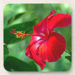 Hibiskus Blossom Getränkeuntersetzer