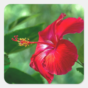 Hibiskus Blossom Quadratischer Aufkleber