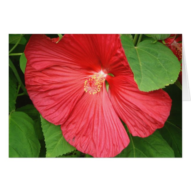 Hibiskus Blume Bright Magenta (Vorderseite (Horizontal))