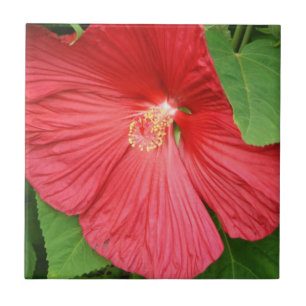 Hibiskus Blume Bright Magenta Fliese