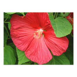 Hibiskus Blume Bright Magenta Fotodruck