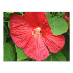 Hibiskus Blume Bright Magenta Fotodruck
