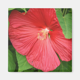 Hibiskus Blume Bright Magenta Magnet