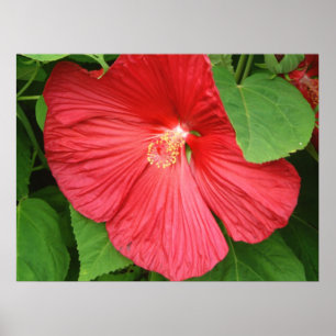 Hibiskus Blume Bright Magenta Poster