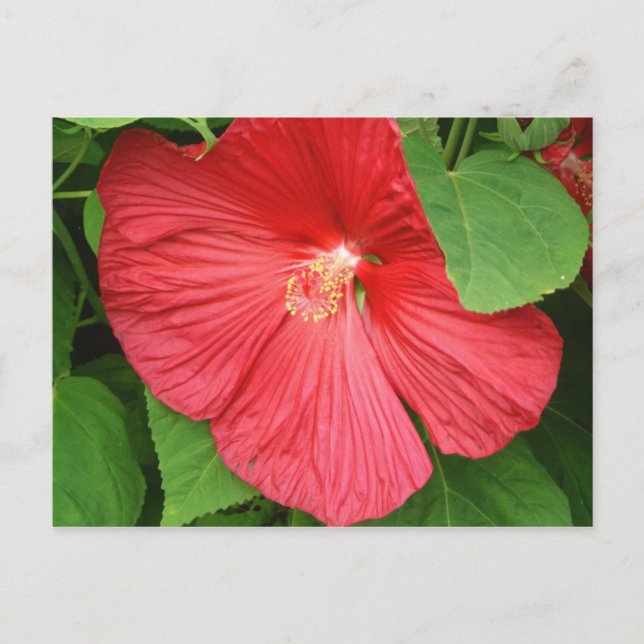 Hibiskus Blume Bright Magenta Postkarte (Vorderseite)