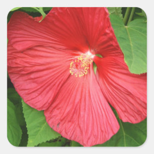 Hibiskus Blume Bright Magenta Quadratischer Aufkleber