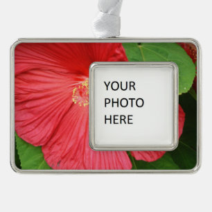 Hibiskus Blume Bright Magenta Rahmen-Ornament Silber