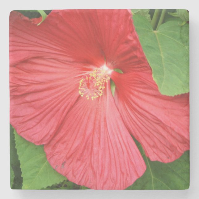 Hibiskus Blume Bright Magenta Steinuntersetzer (Vorderseite)