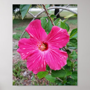 Hibiskus Blume, Fotografie, Fuchsia Hibiskus NYC Poster