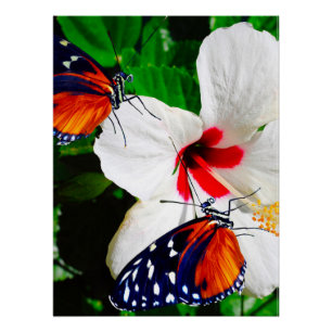 Hibiskus Blume mit 2 Tiger Langschwingende Schmett Poster