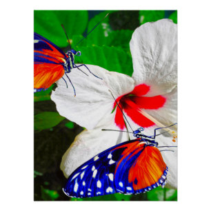 Hibiskus Blume mit 2 Tiger Langschwingende Schmett Poster