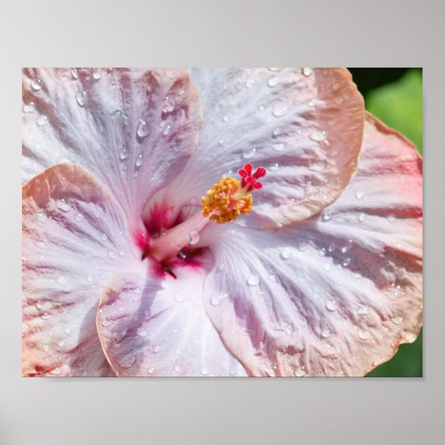 Hibiskus Blume mit Dew Poster (Vorne)