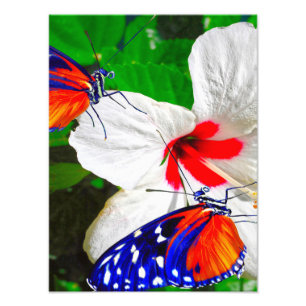 Hibiskus Blume mit Tiger Langschwingengedicht Fotodruck