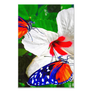Hibiskus Blume mit Tiger Langschwingengedicht Fotodruck