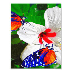 Hibiskus Blume mit Tiger Langschwingengedicht Fotodruck