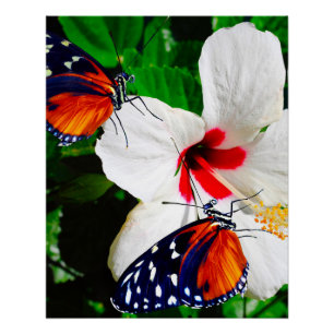 Hibiskus Blume mit Tiger Langschwingengedicht Poster