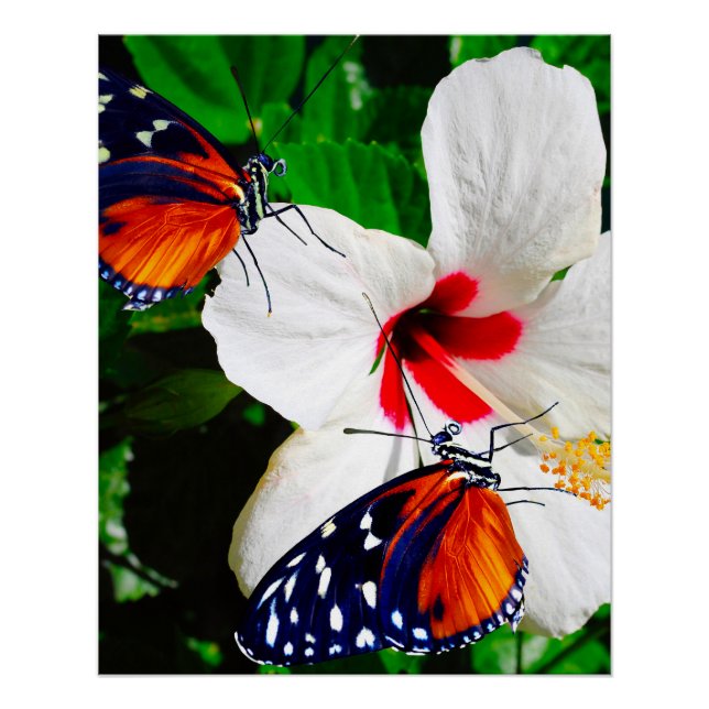 Hibiskus Blume mit Tiger Langschwingengedicht Poster (Vorderseite)