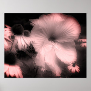 Hibiskus Blume schwarz und weiß gestrichen Poster