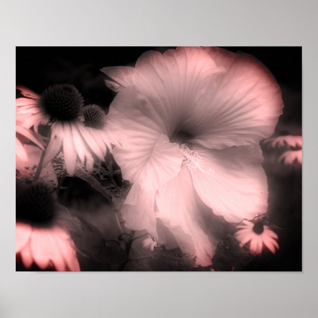 Hibiskus Blume schwarz und weiß gestrichen Poster (Vorne)