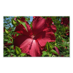 Hibiskus Blume und Blue Sky Fotodruck