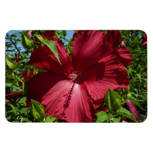 Hibiskus Blume und Blue Sky Magnet