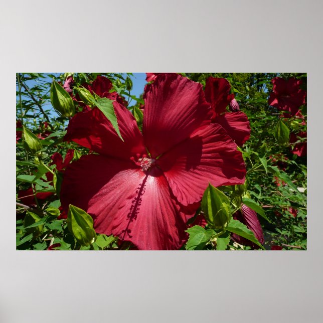 Hibiskus Blume und Blue Sky Poster (Vorne)