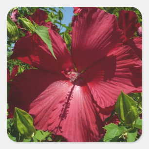Hibiskus Blume und Blue Sky Quadratischer Aufkleber