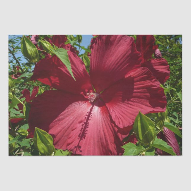 Hibiskus Blume und Blue Sky Seidenpapier (Vorderseite)