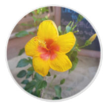 Hibiskus-Blumen-Schubladengriff - Originalfotograf
