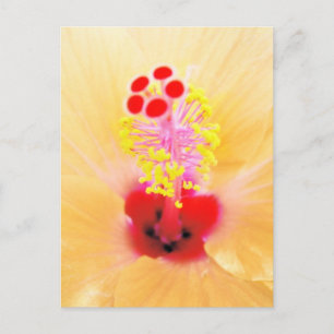 Hibiskus-Blumenfotografie Postkarte